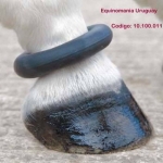 ANILLO DE GOMA VULCANIZADA PROTECTOR