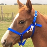 BOZAL PARA POTRILLO LINEA PREMIUM